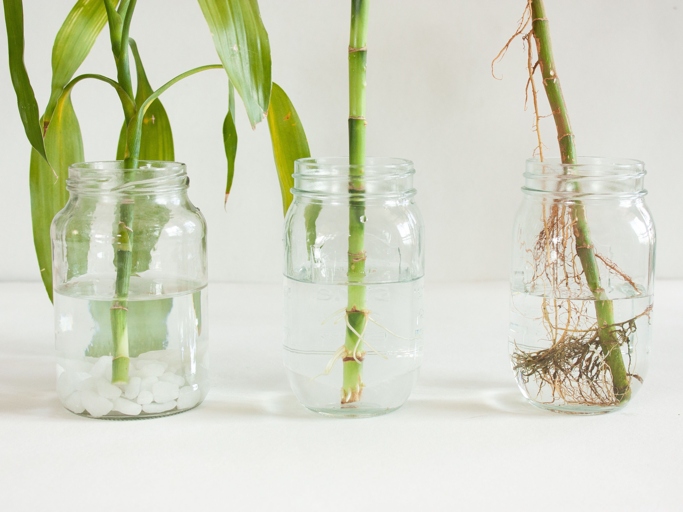 To make your lucky bamboo grow faster in water, change the water every week and keep the roots covered.
