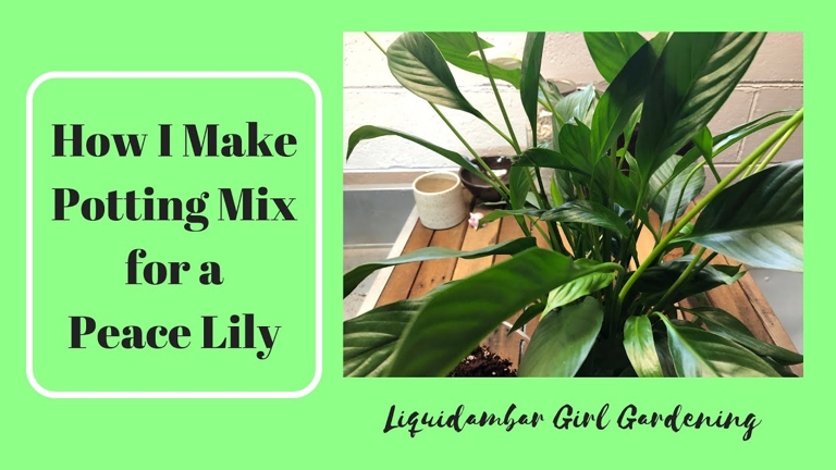 To make your own peace lily soil, mix together equal parts potting soil, perlite, and sphagnum peat moss.