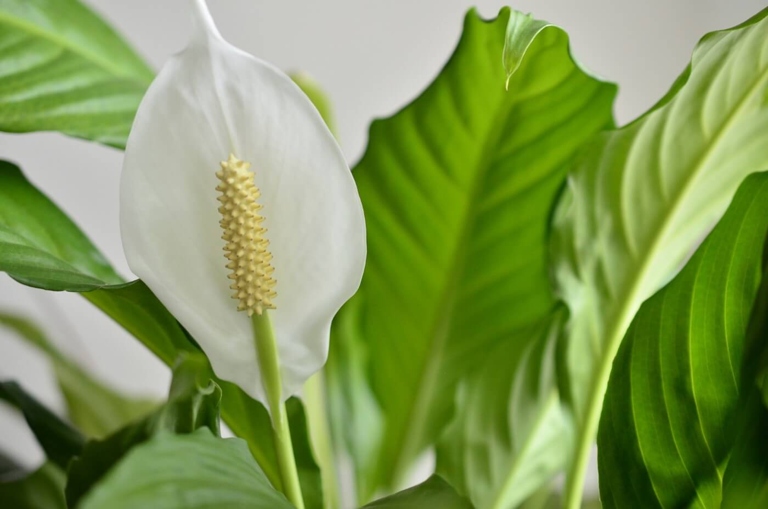 To make your own peace lily soil, mix two parts peat moss, one part perlite, and one part vermiculite.