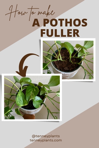To make your pothos fuller, start by pinching off the leggy stems.