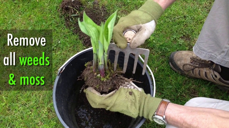 To plant a hosta bulb, dig a hole that is twice the width and depth of the bulb.