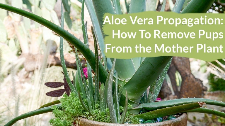 To plant your aloe pups without roots, simply follow these seven easy steps.