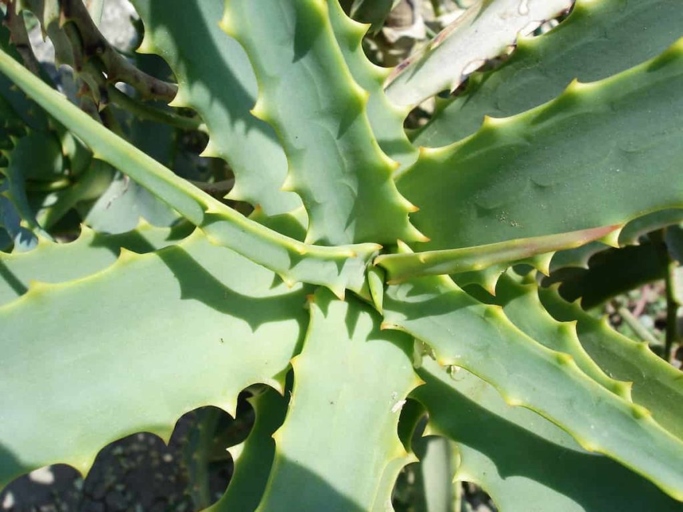 To prepare aloe vera for potting, start by cutting off the leaf at the base. Next, remove any thorns or spines from the leaf. Finally, cut the leaf into 2-inch pieces.