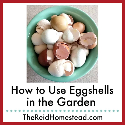 To prepare eggshells for use as fertilizer, first wash them thoroughly. Next, place them in a baking dish and bake at 200 degrees for 30 minutes. Add the eggshell powder to your indoor plants' soil once a month. Allow them to cool completely before grinding them into a powder.