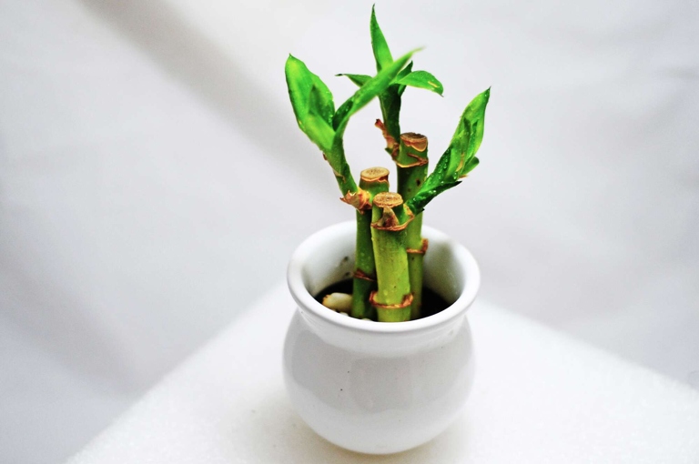 To prepare the vessel for growing your lucky bamboo, fill it with clean water and place the bamboo in it.