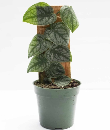 To prevent bacterial leaf spot on monstera, keep the leaves dry and avoid overhead watering.