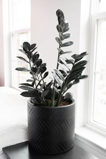 To prevent black spots on your ZZ plant, make sure to keep the plant in a well-lit area and water it regularly.