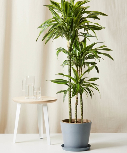 To prevent broken stems in Dracaena, water the plant deeply and regularly, fertilize it monthly, and provide bright, indirect light.