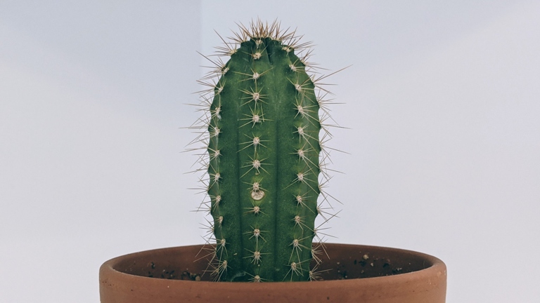 To prevent brown spots on cacti, relocate the plant during the night.