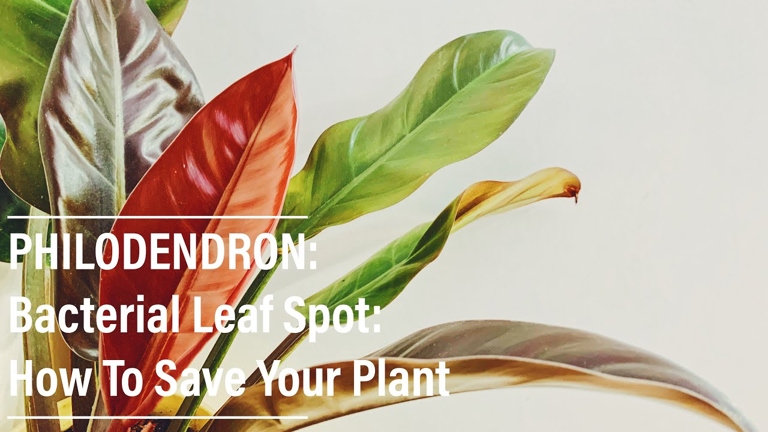 To prevent brown spots on philodendron leaves, water the plant deeply and evenly, and fertilize monthly with a half-strength solution of all-purpose liquid fertilizer.