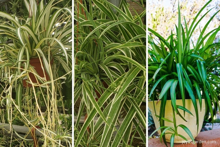 To prevent brown spots on spider plants, water them regularly and keep them in a bright, sunny spot.
