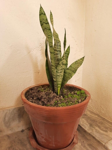 To prevent brown tips on your snake plant, water it deeply and regularly, fertilize it monthly, and keep it away from drafts.