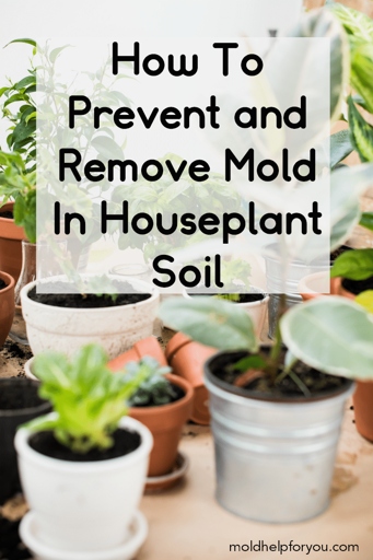 To prevent mold in houseplant soil, make sure to water your plants regularly and keep the soil moist but not wet.