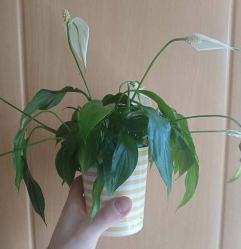 To prevent overwatering, water your peace lily only when the top inch of soil is dry.