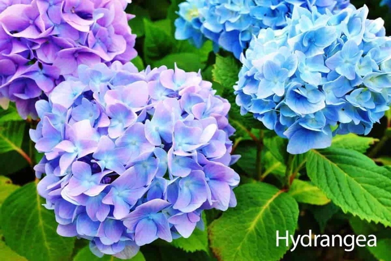To prevent root rot, it is important to maintain the humidity and temperature around the hydrangea plant.