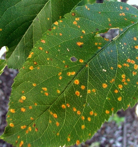To prevent rust disease from happening, it is important to water your plant regularly and keep the leaves dry.
