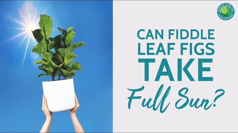 To prevent sunburn in fiddle leaf figs, it is important to provide them with bright, indirect light and to avoid placing them in direct sunlight.