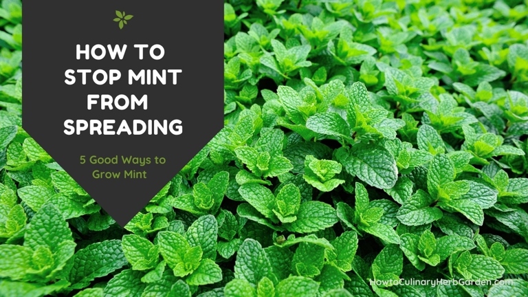 To prevent the mint from spreading, plant it in a pot with a drainage hole.