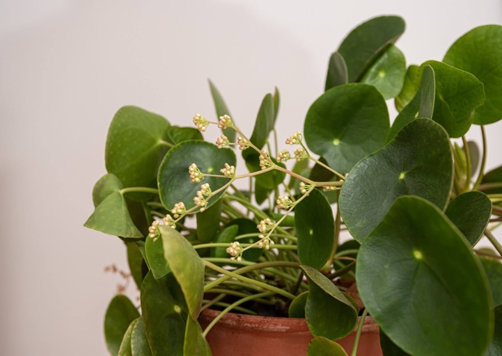 To prevent your Chinese money plant from dropping its leaves, keep it away from drafts and direct sunlight.