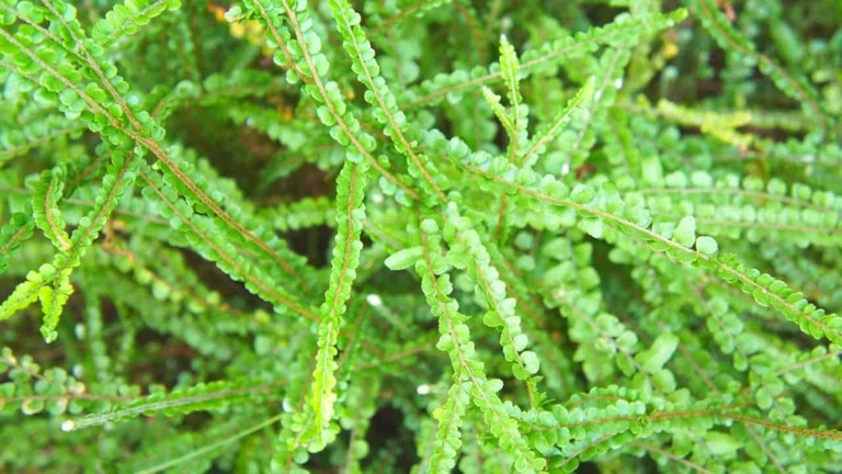 To propagate a button fern, simply take a spore-bearing leaf and place it on moistened peat moss.