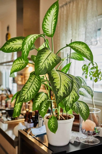 To propagate a Dieffenbachia stump, first remove any leaves and cut the stem at an angle just below a node.
