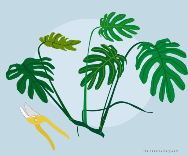 To propagate a Philodendron selloum, or mother, plant, cut a stem with a sharp knife just below a leaf node.
