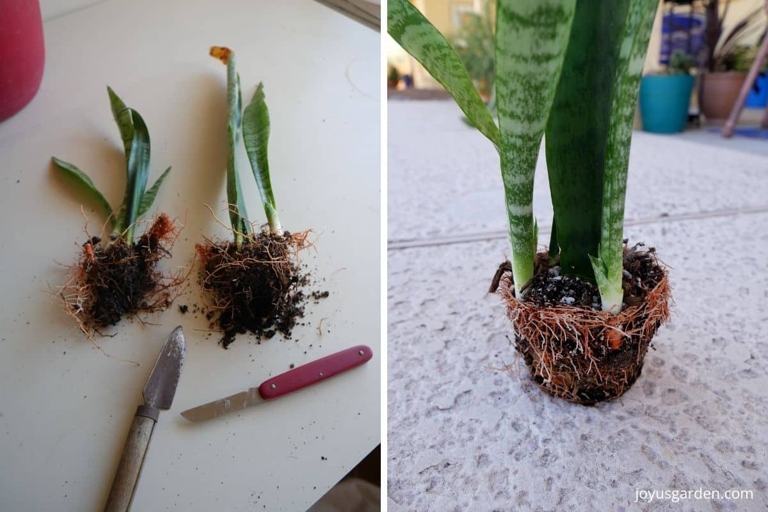 To propagate a snake plant, cut a leaf at the base with a sharp knife, then place the leaf in a pot of well-draining soil.