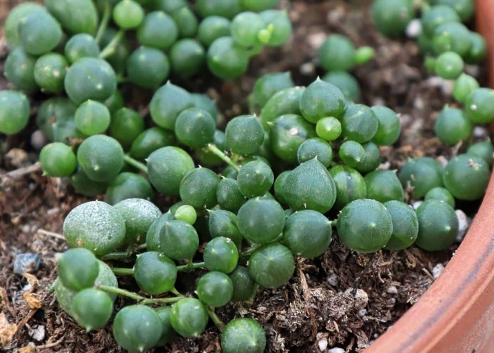 To propagate a string of pearls, start with a healthy mother plant and cut a 4-6 inch stem just below a node.