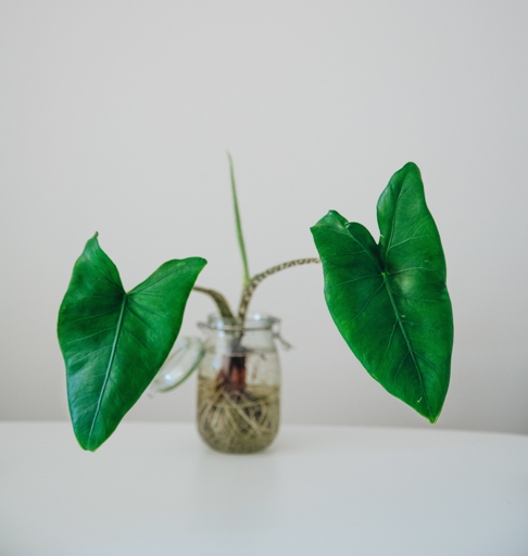To propagate Alocasia Stingray, simply remove a leaf from the plant and place it in water.