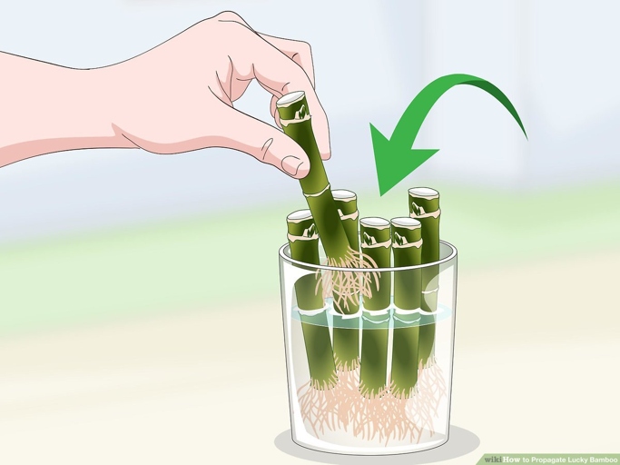 To propagate aloe vera, remove a leaf from the plant and allow the wound to callous over for a few days. Water the soil and place the pot in a bright location. New plants will sprout from the leaf in 4-6 weeks. Next, fill a pot with well-draining potting mix and insert the leaf, burying it halfway.