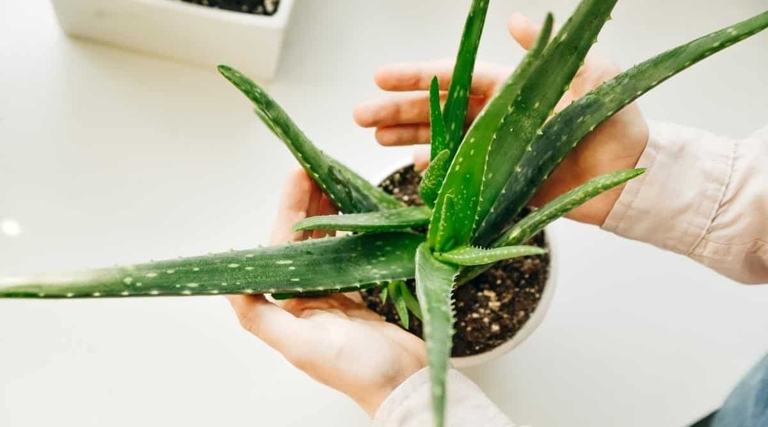 To propagate aloe vera, select healthy leaves with no brown spots or signs of damage.