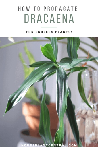 To propagate Dracaena Fragrans from a broken stem, remove the bottom leaves of the stem, dip the cut end in rooting hormone, and plant the stem in moist potting mix.