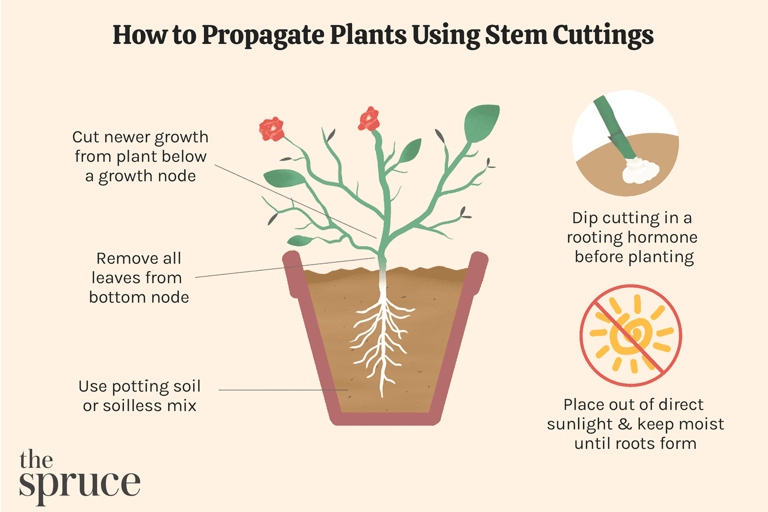 To propagate in soil, take a stem cutting with at least two leaves and a node, and plant it in moist potting mix.
