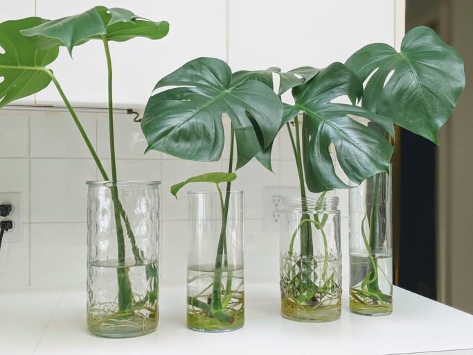 To propagate in water, simply place the cut end of a leaf in a jar or vase of water.