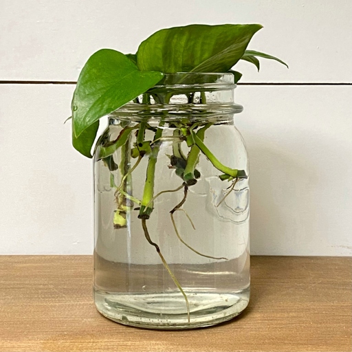To propagate in water, take a stem cutting with a few leaves attached and place it in a glass or jar of water.
