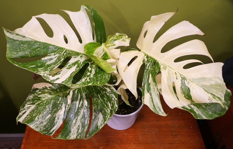 To propagate Monstera Albo Borsigiana, simply take a cutting from a healthy plant and place it in water.