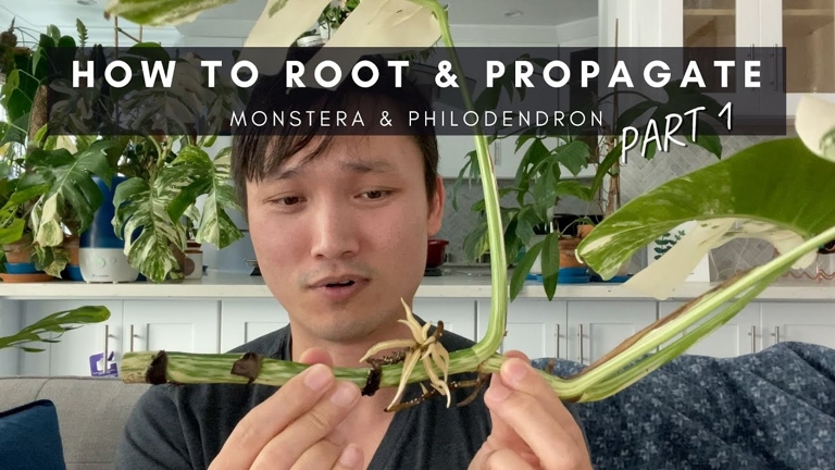 To propagate Philodendron selloum, first root the stem in water, then transplant it into soil.