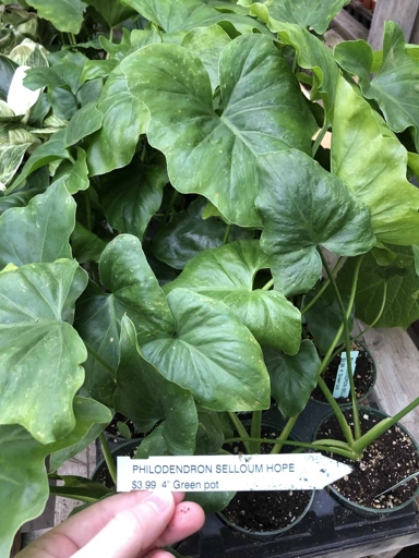 To propagate Philodendron selloum, you will need a sharp knife, a rooting hormone, a 6-inch pot with drainage holes, and a well-draining potting mix.