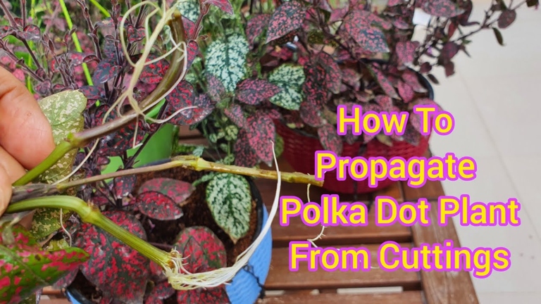 To propagate polka dot plants, take cuttings from the leggy plant and place the cuttings in water.