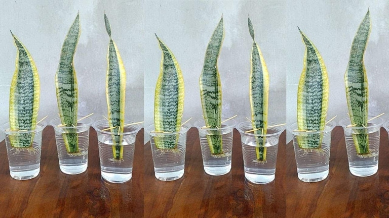 To propagate snake plant in water, simply place a cutting in a glass or jar of water and wait for it to roots.
