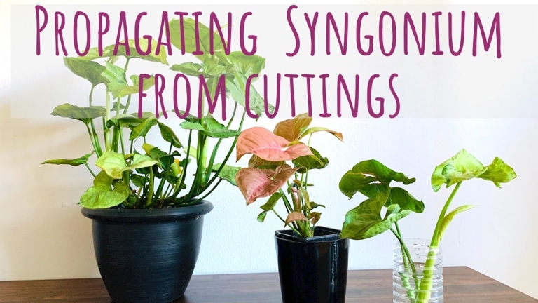 To propagate Syngonium Variegata, take a stem cutting from a mature plant and place it in water.