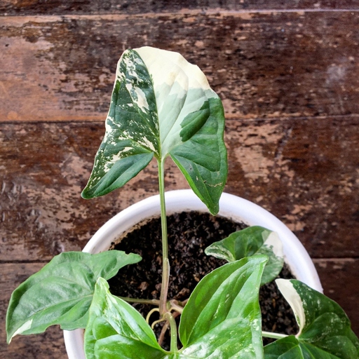 To propagate variegated syngonium, take a stem cutting with at least two leaves and place it in water.