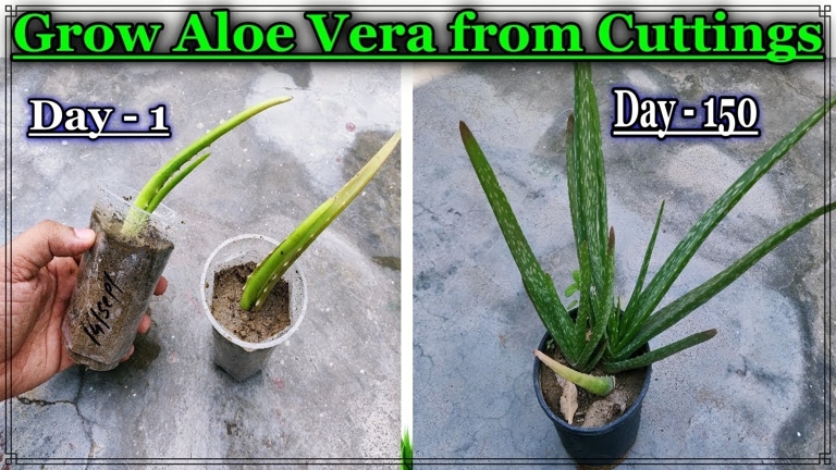 To propagate your aloe, you'll need to take a leaf cutting from the plant.