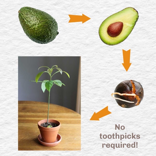 To propagate your avocado plant, you will need to take a cutting from a healthy plant that is at least 6 inches long.