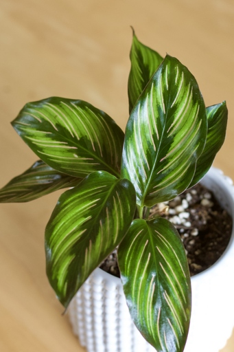 To propagate your Calathea Beauty Star, carefully remove a stem with a few leaves attached and place it in water.