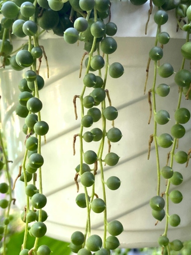 To propagate your string of pearls, carefully remove a stem with a few leaves attached and place it in a pot of well-draining soil.
