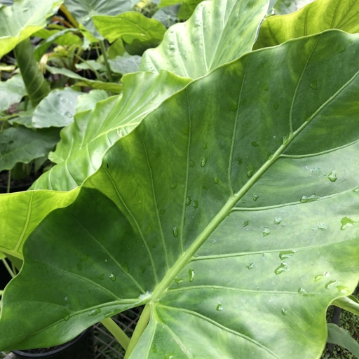 To protect your elephant ear plants from pests, you can try several methods.