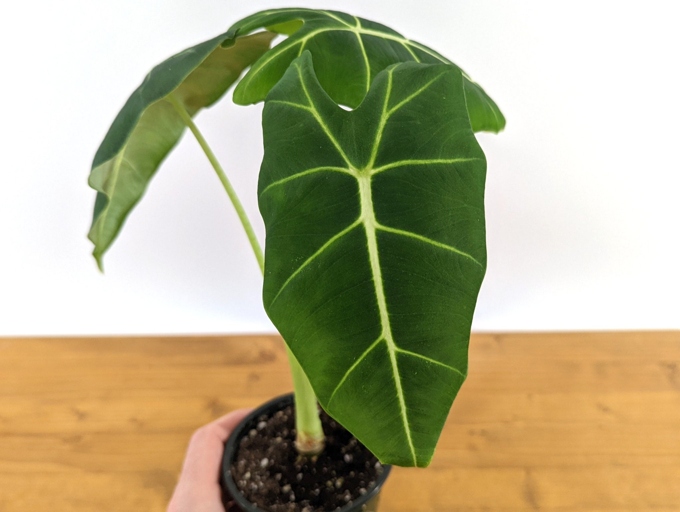 To protect your outdoor elephant ears from the winter weather, you can either bring the potted plant indoors or wrap the pot in a heavy tarp.
