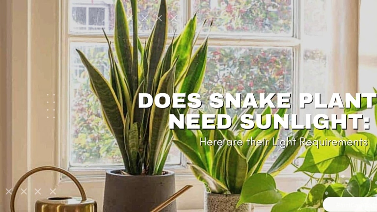 To provide more light for your snake plant, simply move it to a sunnier location.