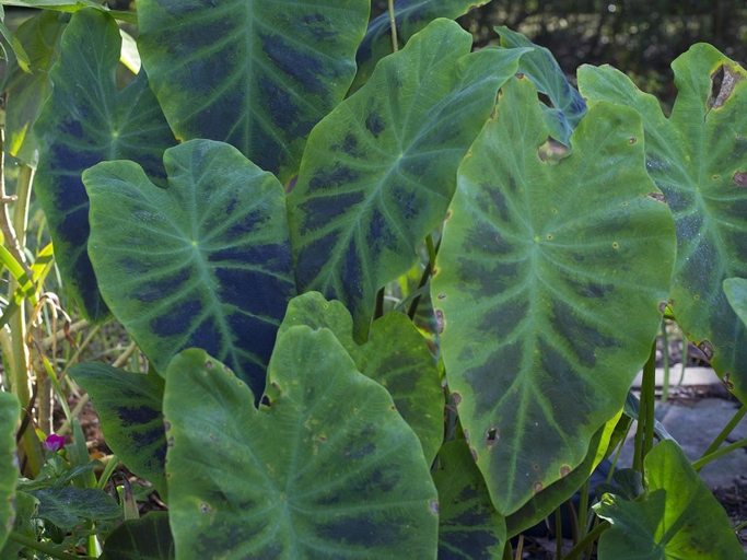 To prune or not to prune, that is the question when it comes to elephant ears.